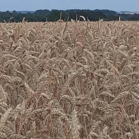 Panzió Et Table D'hotes Les Trois Marquets 3*