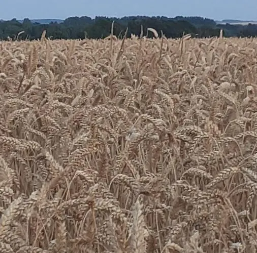 Couette-café Et Table D'hôtes Les Trois Marquets 3*